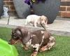 Dachshund (Miniature Smooth Haired)