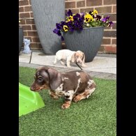 Dachshund (Miniature Smooth Haired)