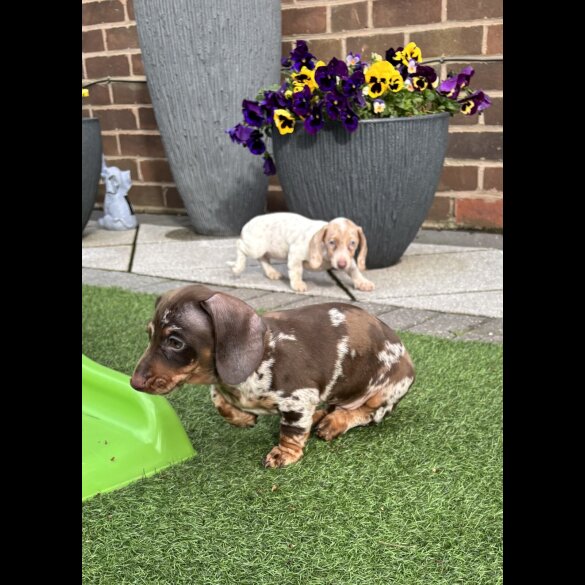 Dachshund (Miniature Smooth Haired)