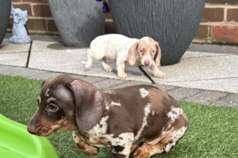Dachshund (Miniature Smooth Haired)