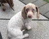 Dachshund (Miniature Smooth Haired)