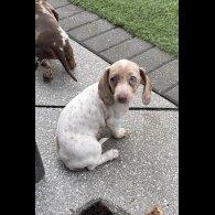 Dachshund (Miniature Smooth Haired)