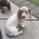 Dachshund (Miniature Smooth Haired)