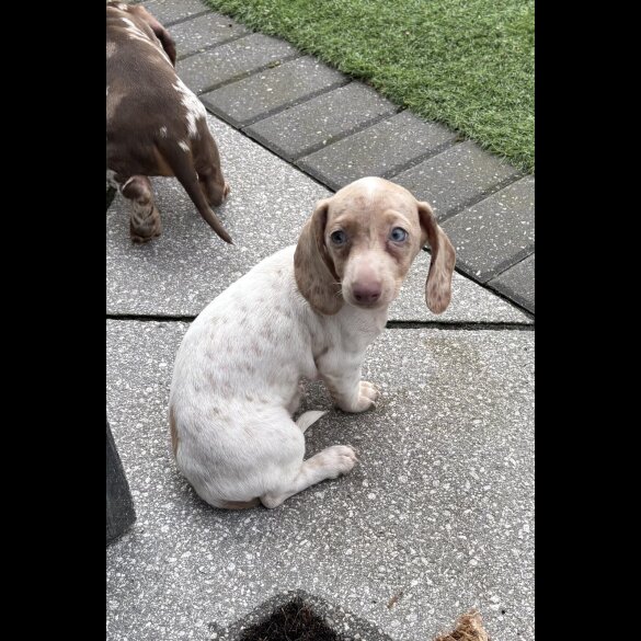 Dachshund (Miniature Smooth Haired)
