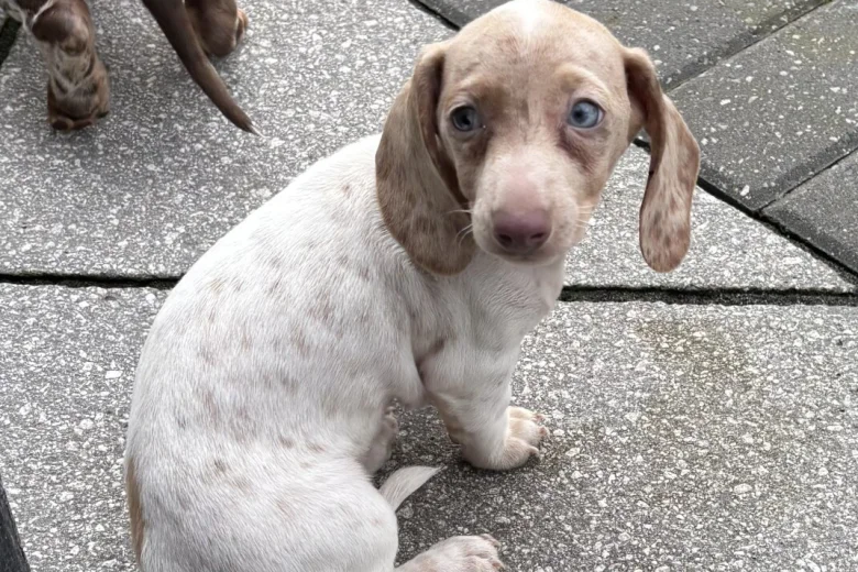 Dachshund (Miniature Smooth Haired)