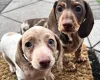 Dachshund (Miniature Smooth Haired)