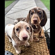 Dachshund (Miniature Smooth Haired)