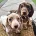Dachshund (Miniature Smooth Haired)