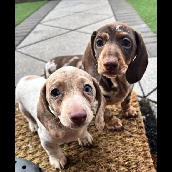 Dachshund (Miniature Smooth Haired)