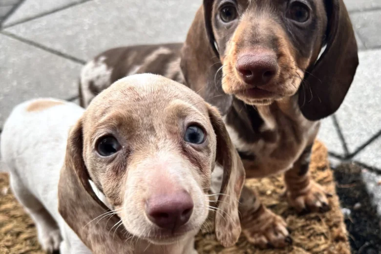 Dachshund (Miniature Smooth Haired)
