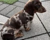 Dachshund (Miniature Smooth Haired)