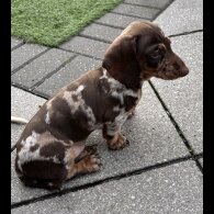 Dachshund (Miniature Smooth Haired)