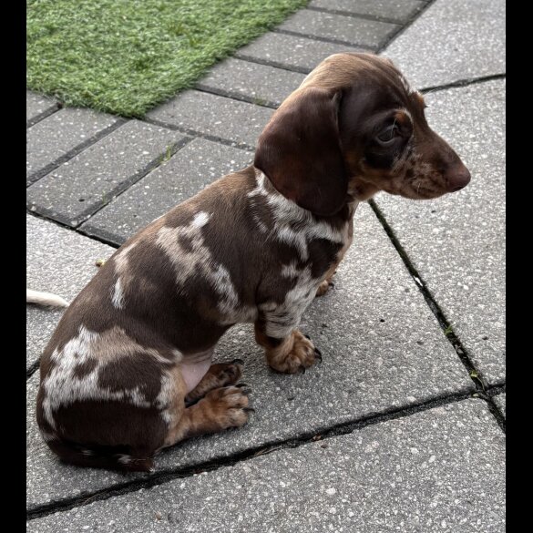 Dachshund (Miniature Smooth Haired)