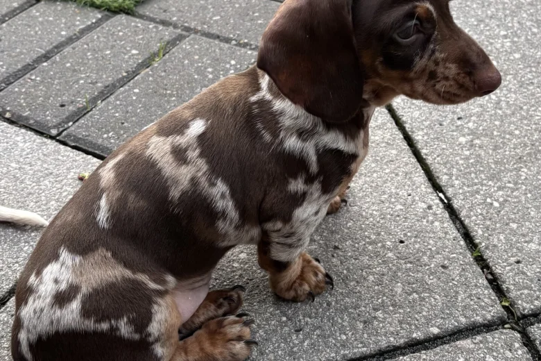 Dachshund (Miniature Smooth Haired)