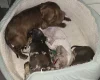 Dachshund (Miniature Smooth Haired)