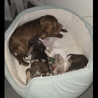 Dachshund (Miniature Smooth Haired)