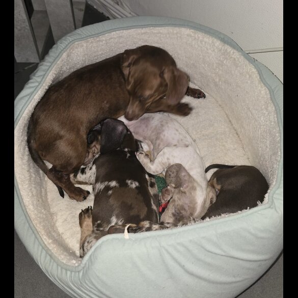 Dachshund (Miniature Smooth Haired)