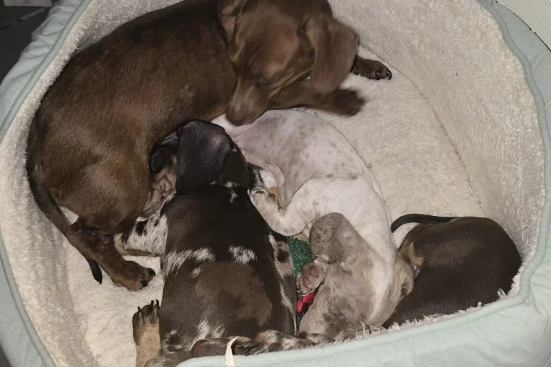 Dachshund (Miniature Smooth Haired)
