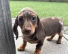 Dachshund (Miniature Smooth Haired)