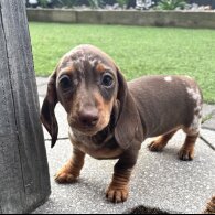 Dachshund (Miniature Smooth Haired)