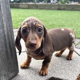 Dachshund (Miniature Smooth Haired)