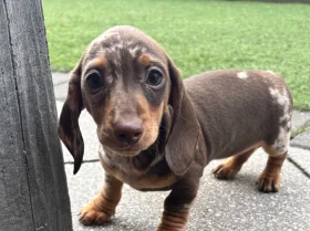 Dachshund (Miniature Smooth Haired)