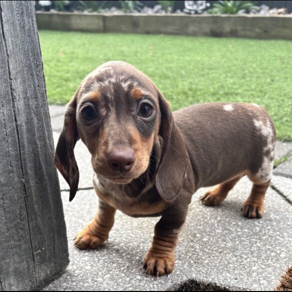 Dachshund (Miniature Smooth Haired)