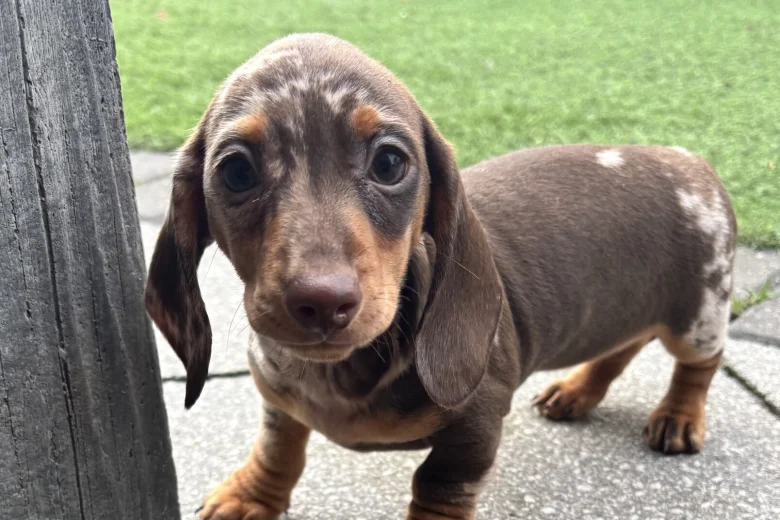 Dachshund (Miniature Smooth Haired)