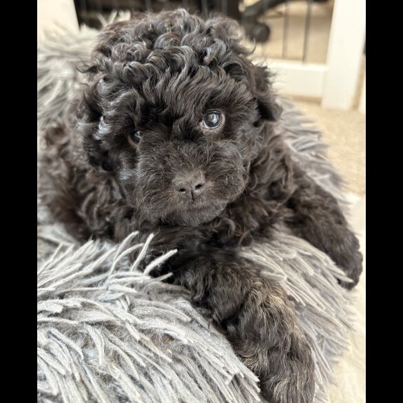 Miniature Poodle