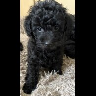 Miniature Poodle