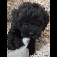 Miniature Poodle