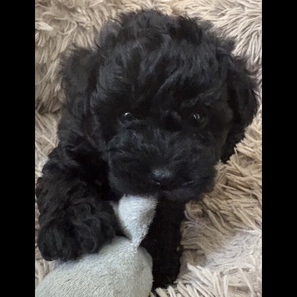 Miniature Poodle
