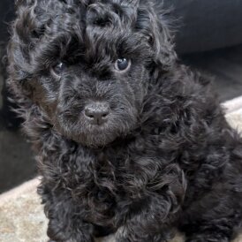 Miniature Poodle