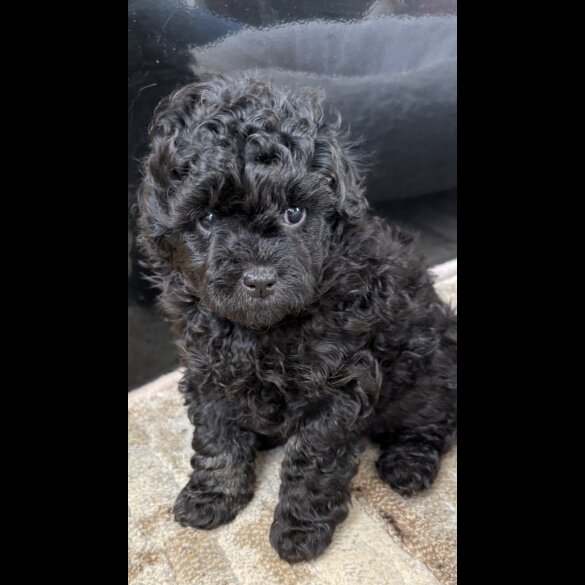 Miniature Poodle