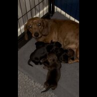 Dachshund (Miniature Smooth Haired)