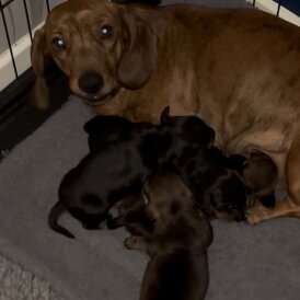 Dachshund (Miniature Smooth Haired)