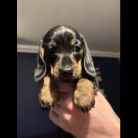 Dachshund (Miniature Smooth Haired)