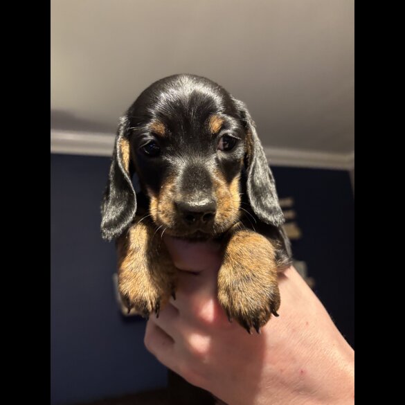 Dachshund (Miniature Smooth Haired)
