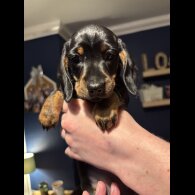 Dachshund (Miniature Smooth Haired)