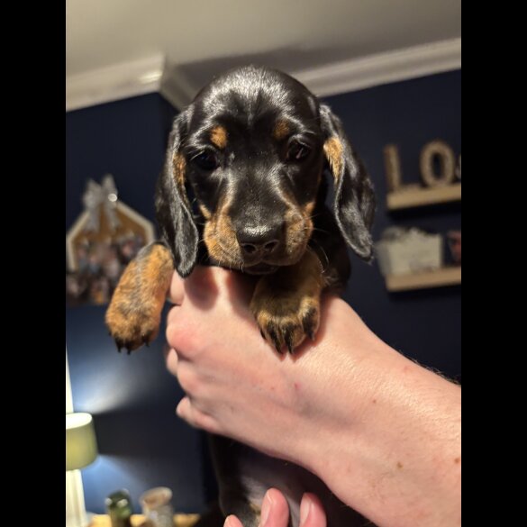 Dachshund (Miniature Smooth Haired)