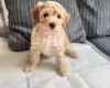 Cockapoo