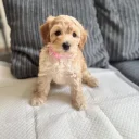 Cockapoo