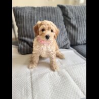 Cockapoo