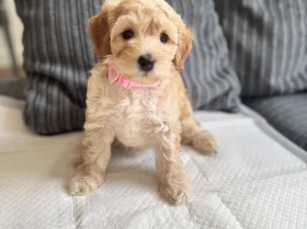 Cockapoo