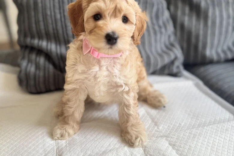 Cockapoo