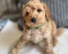 Cockapoo