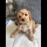 Cockapoo