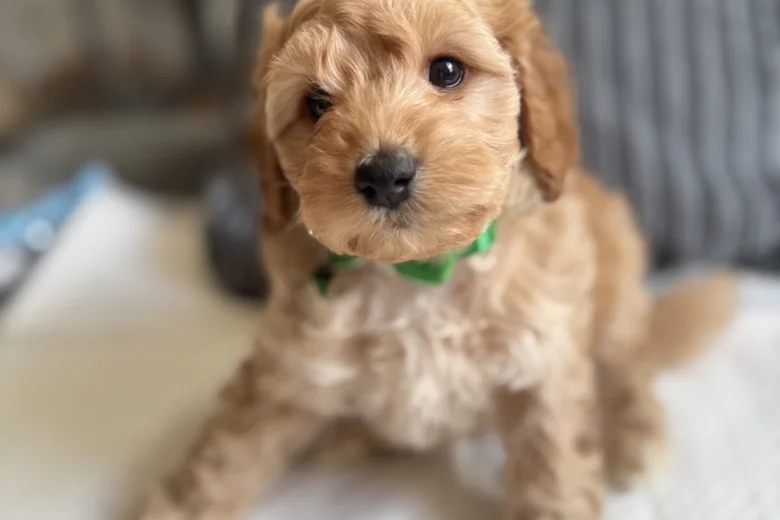Cockapoo