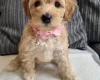 Cockapoo
