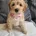 Cockapoo